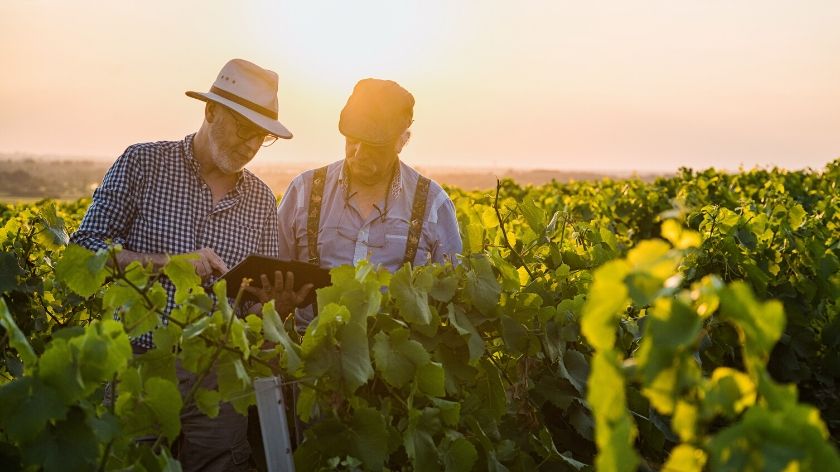 Two growers checking a tablet in their field at sunrise